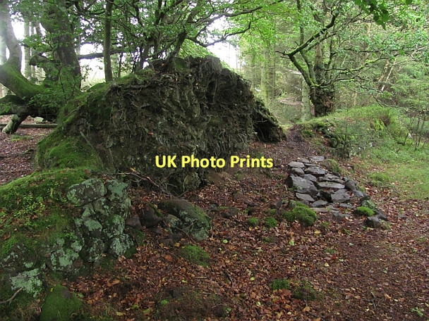 Photo 6"x4" Fallen beech Linlithgow c2011
