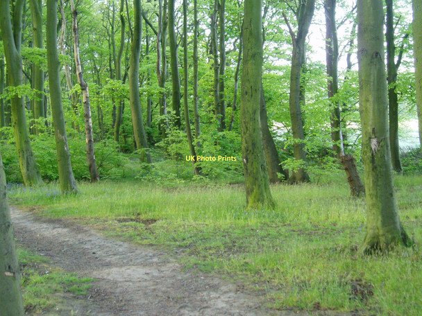 Photo 6"x4" Barnbow Woods Pendas Fields c2011