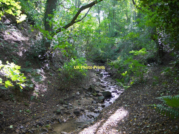 Photo 6"x4" Otter Burn, Eltringham Wood Prudhoe c2011
