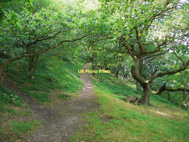 Photo 6"x4" Eltringham Wood Prudhoe c2011