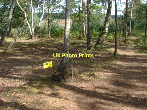 Photo 6"x4" Whitmoor Common Worplesdon c2011
