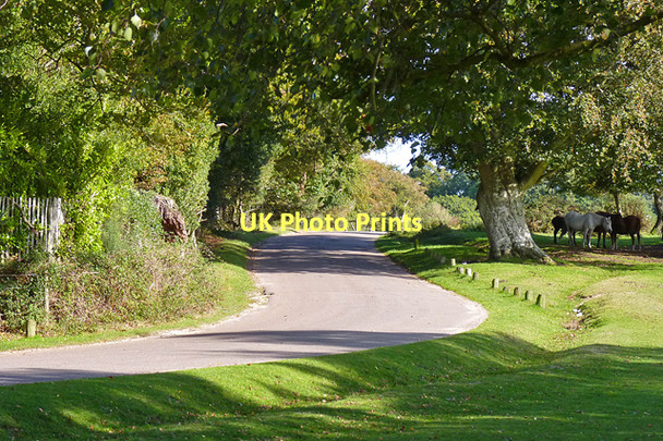 Photo 6"x4" Lane by Beachern Wood North Weirs c2011