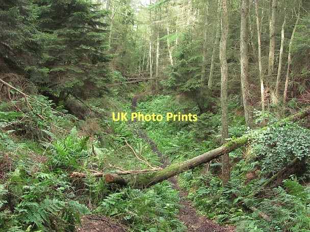 Photo 6"x4" Quarry workings, Beecraigs Linlithgow c2011