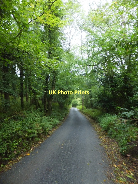 Photo 6"x4" Road to Cove through High Wood Cove\/SS9519 c2011