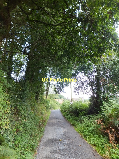Photo 6"x4" Midlands Copse Cove\/SS9519 c2011