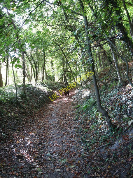 Photo 6"x4" Footpath, The Beeches Plumpton\/TQ3613 c2009