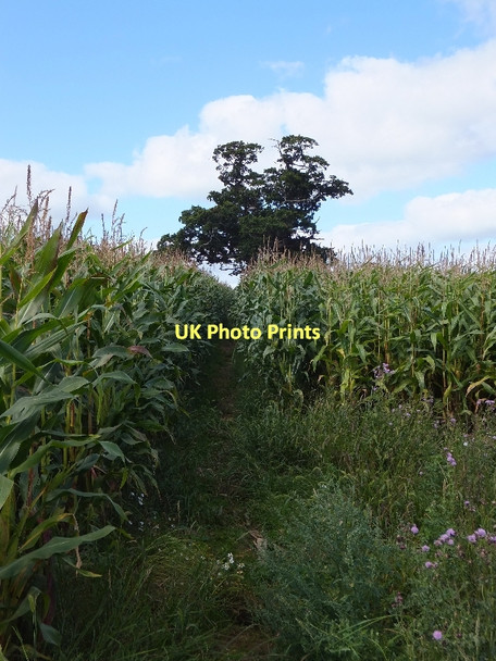 Photo 6"x4" Exe Valley Way crossing a field of maize Tiverton\/SS9512 c2011