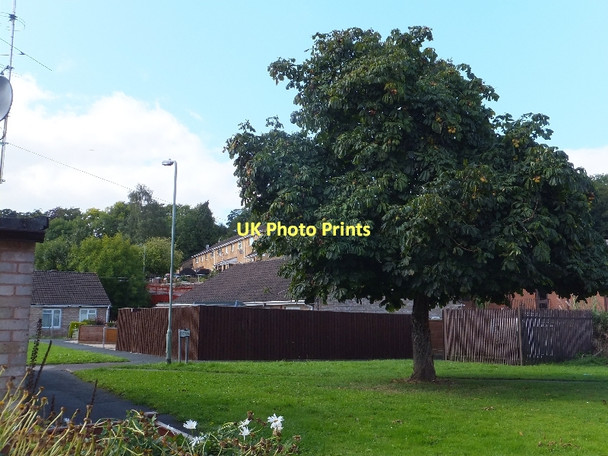 Photo 6"x4" Horse Chestnut tree and modern housing beside Melbourne Street Tiverton\/SS9512 c2011