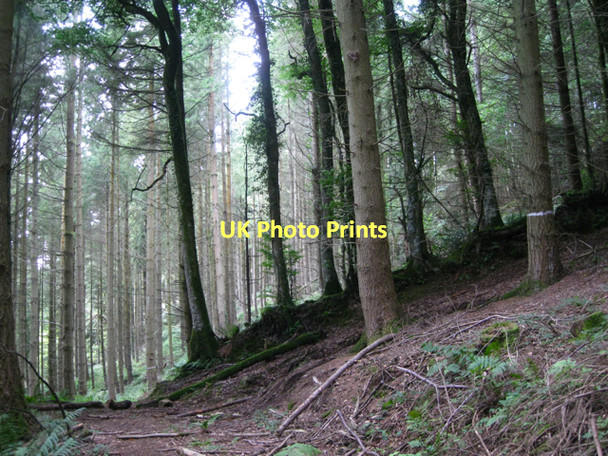 Photo 6"x4" Former hedgebank in Fleetwood Plantation  Hennock c2011