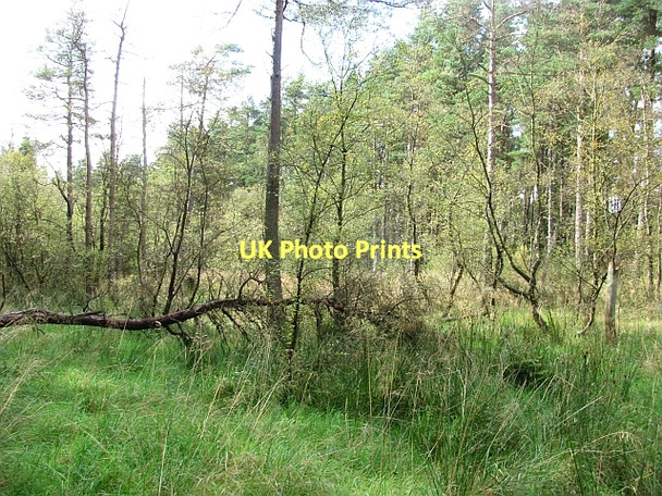 Photo 6"x4" A wooded marsh, Beecraigs Linlithgow c2011