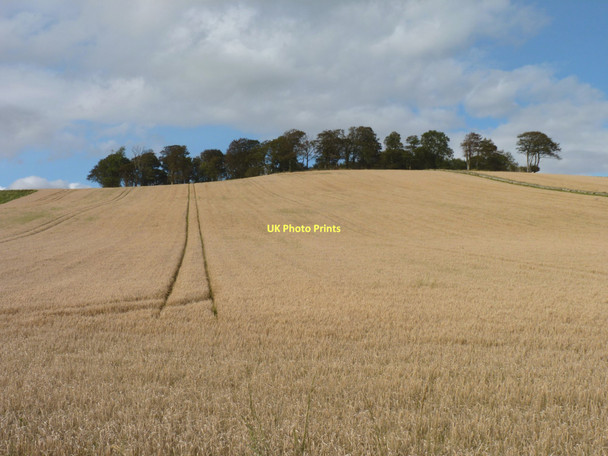 Photo 6"x4" Trees beyond the barley Colinsburgh c2011