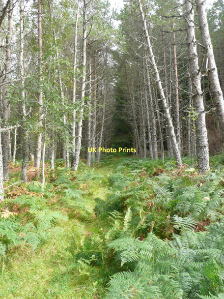 Photo 6"x4" Footpath through the trees Creagan na C\u00f2rr c2011