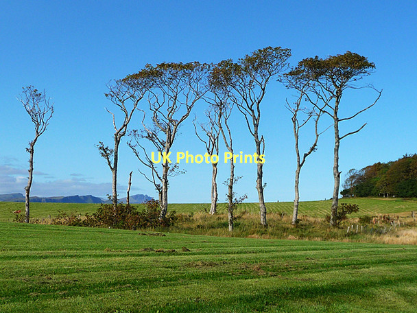 Photo 6"x4" Tall trees at Clachan Clachan\/NG5436 c2011
