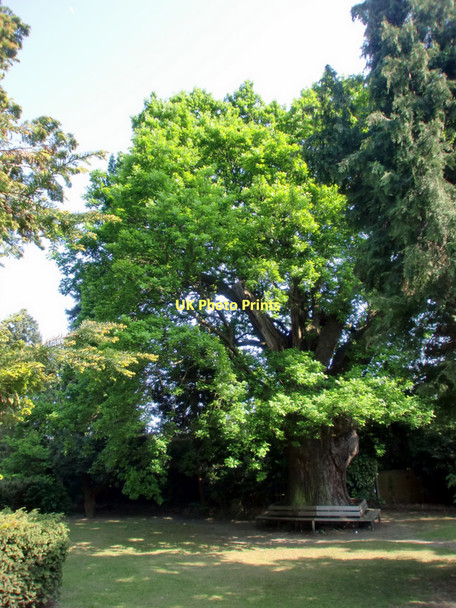 Photo 6"x4" Minchenden Oak, Southgate, London N14 Friern Barnet c2011