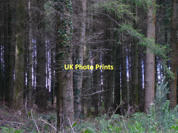 Photo 6"x4" Daylight beyond conifers  Hennock c2011