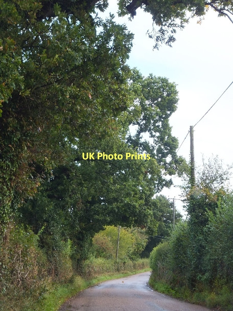 Photo 6"x4" Road to Whimple, west of Gateshayes Farm Westwood\/SY0198 c2011
