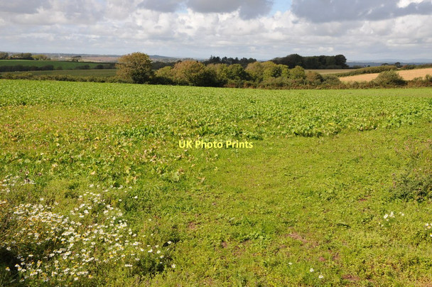 Photo 6"x4" Field near The Glom Farm Hodgeston c2011