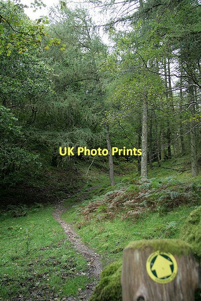 Photo 6"x4" A path through Bog Hall Wood Gatehouse of Fleet c2011