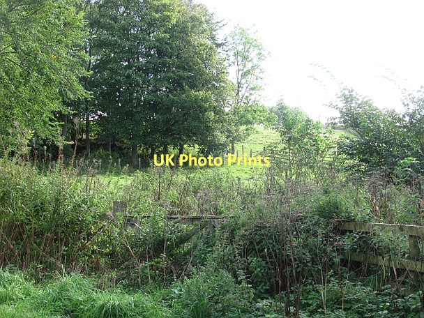 Photo 6"x4" Woodland, Etal Etal c2011