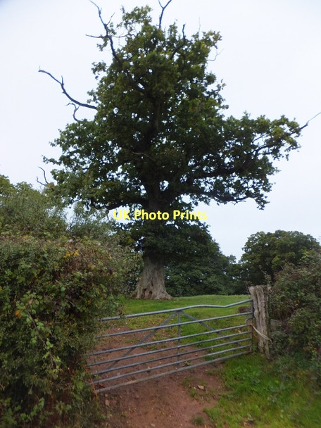 Photo 6"x4" A solitary tree in a field beside Hensleigh Road Tiverton\/SS9512 c2011
