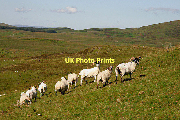 Photo 6"x4" Sheep at Maiden's Craig Milharay Hill c2011