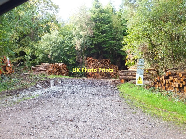 Photo 6"x4" Forestry in White Down Copse Hele\/SS9902 c2011