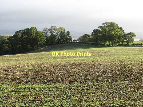 Photo 6"x4" Clump of trees near Bo'ness Muirhouses\/NT0180 c2011