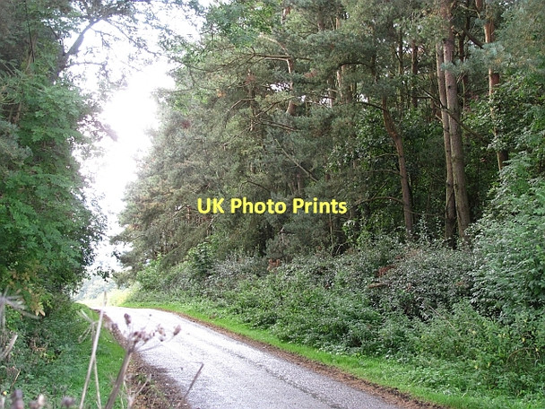 Photo 6"x4" Woodland, White Hill Fenton\/NT9733 c2011