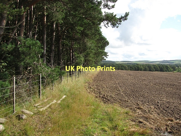 Photo 6"x4" Woodland edge Fenton\/NT9733 c2011