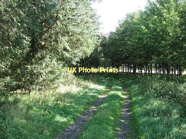 Photo 6"x4" Woodland track, Fenton Fenton\/NT9733 c2011