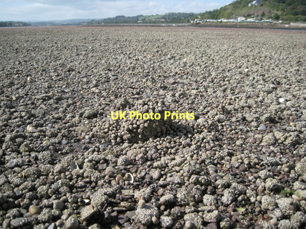Photo 6"x4" On the Salty: 3  Teignmouth c2011