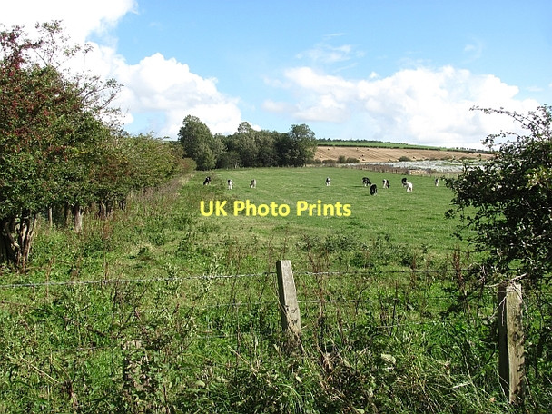 Photo 6"x4" Cattle near Doddington Doddington\/NT9932 c2011