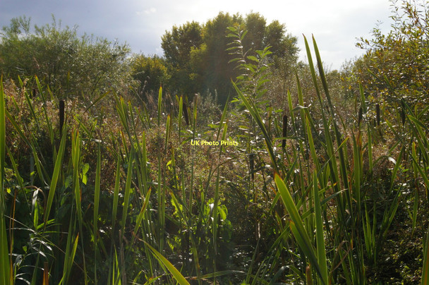 Photo 6"x4" Wetlands area, Morden Hall Park Morden\/TQ2568 c2011 P1