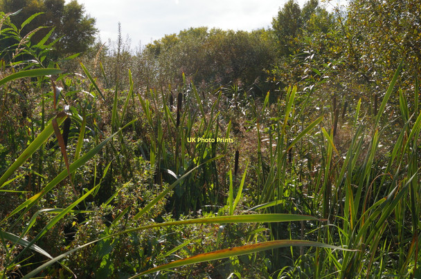 Photo 6"x4" Wetlands area, Morden Hall Park Morden\/TQ2568 c2011 P2