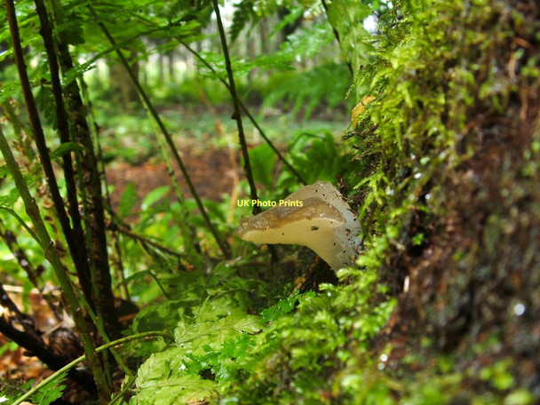 Photo 6"x4" Jelly Tongue fungus (Pseudohydnum gelatinosum) Dumbarton c2011