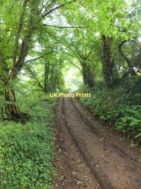 Photo 6"x4" Bridleway near Barns Close Bickleigh\/SS9407 c2011