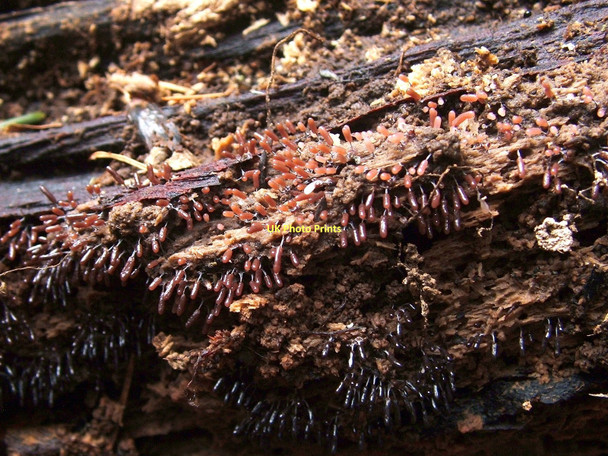 Photo 6"x4" A slime mould - Stemonitopsis typhina Dumbarton c2011