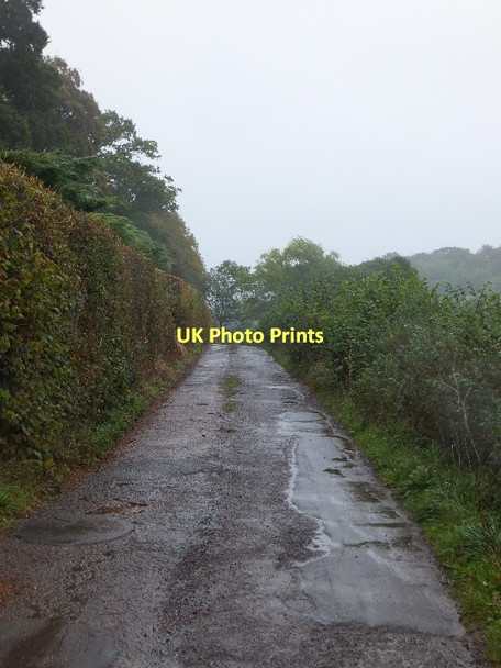 Photo 6"x4" Road to Cadeleigh Court (also bridleway) Cadeleigh c2011