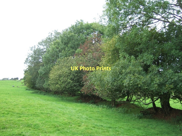 Photo 6"x4" Trees beside the Exe Valley Way Bampton\/SS9522 c2011