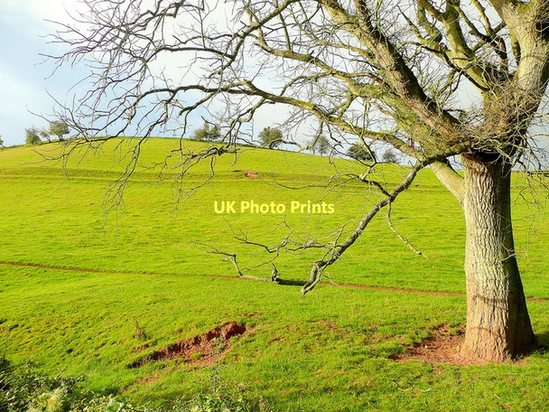 Photo 6"x4" Hillside by Lyndors Farm Boxbush\/SO6720 c2011