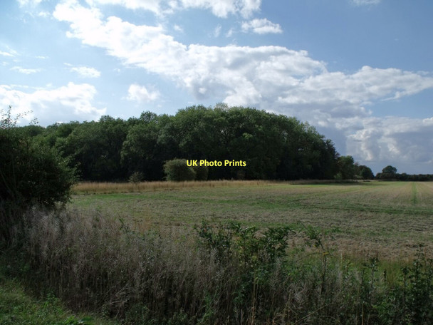 Photo 6"x4" North Edge of Big Sykes Covert Askerton Hill c2011