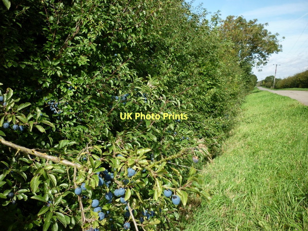 Photo 6"x4" Trees full of sloe berries on Drove Lane Wawne c2011