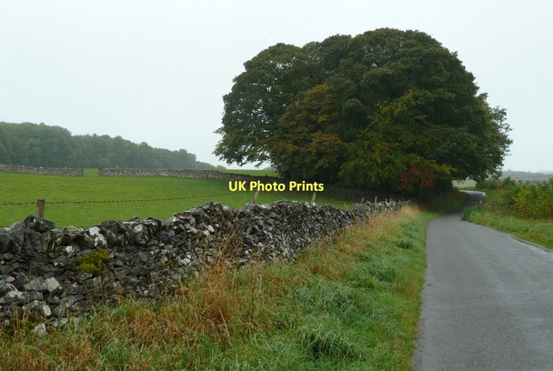 Photo 6"x4" Lane towards line of trees Bakewell c2011