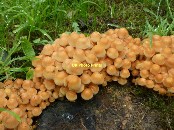 Photo 6"x4" Fungi in Monyash churchyard Monyash c2011