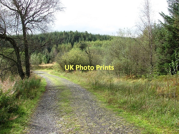 Photo 6"x4" Logging road, Carron Valley Gartcarron Hill c2011