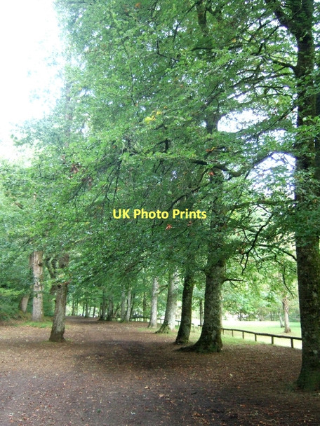 Photo 6"x4" Path beside River Teign in Charles Wood Drewsteignton c2011