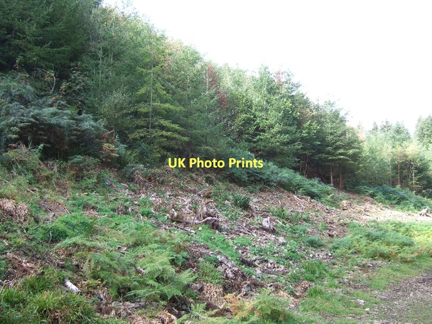 Photo 6"x4" The north edge of Butterdon Ball Wood Drewsteignton c2011