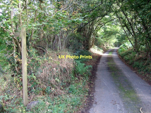 Photo 6"x4" Minor road passing Houndsmoor Wood Cheriton Cross\/SX7792 c2011