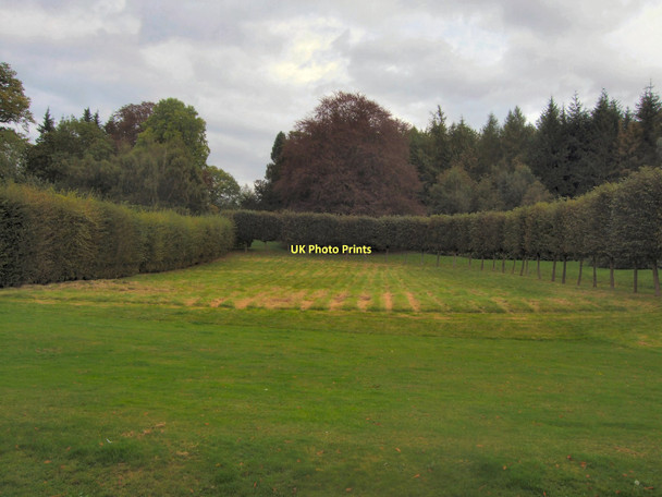 Photo 6"x4" Bushes - Squerryes Court Goodley Stock c2011