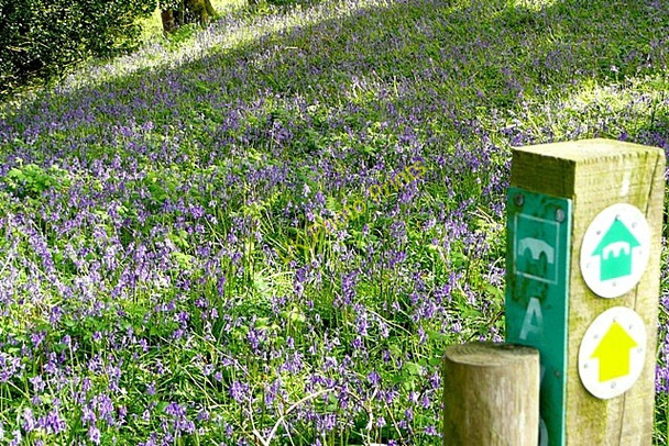 Photo 6"x4" Bluebells on the Avon Valley Path Hale\/SU1919 c2009